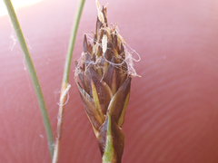 Carex nardina