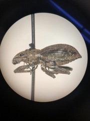 Pantomorus cervinus