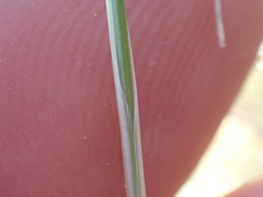 Carex nardina