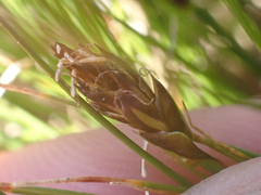 Carex nardina