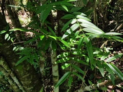 Lonchocarpus castilloi