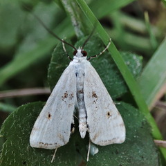 Cataclysta lemnata