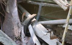 Eutropis longicaudata