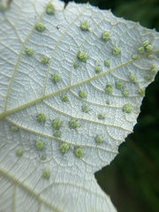 Daktulosphaira vitifoliae
