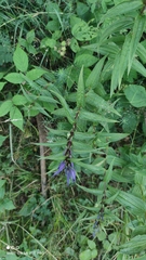 Gentiana asclepiadea