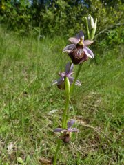 Ophrys sphegodes aveyronensis