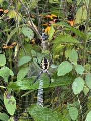 Argiope aurantia