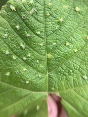 Daktulosphaira vitifoliae