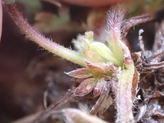Potentilla hyparctica