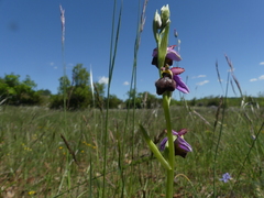 Ophrys sphegodes aveyronensis