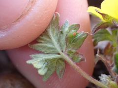 Potentilla hyparctica