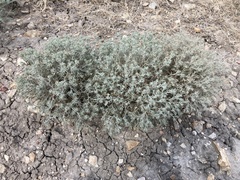 Ceratocarpus arenarius