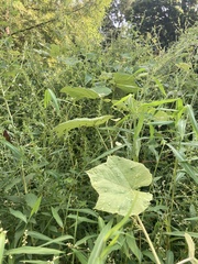 Daktulosphaira vitifoliae