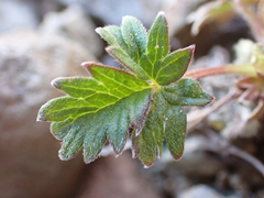 Potentilla hyparctica