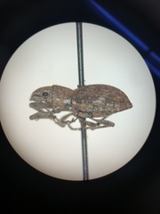 Pantomorus cervinus