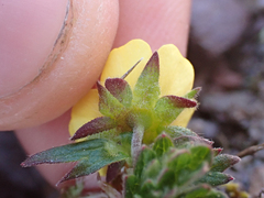 Potentilla hyparctica