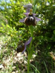 Ophrys sphegodes aveyronensis