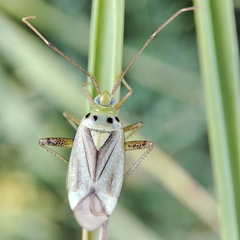 Adelphocoris quadripunctatus