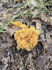 Ramaria rasilispora