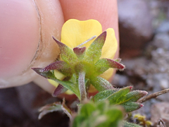 Potentilla hyparctica
