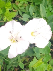 Convolvulus arvensis