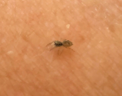 Araneae