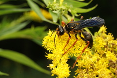Sphex flavovestitus
