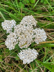 Achillea millefolium