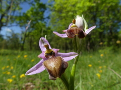 Ophrys sphegodes aveyronensis