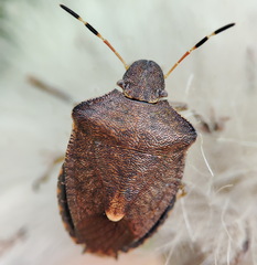 Peribalus strictus