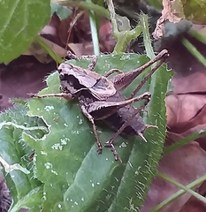 Pholidoptera griseoaptera