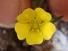 Potentilla hyparctica