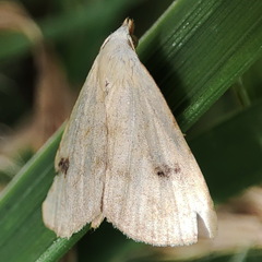 Rivula sericealis