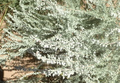 Eriocephalus racemosus