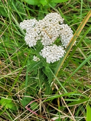 Achillea millefolium