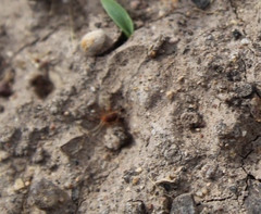 Acariformes
