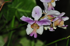 Papilionanthe