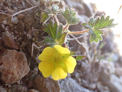 Potentilla hyparctica