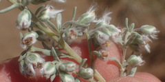Eriocephalus racemosus
