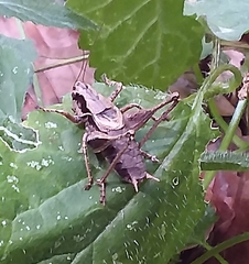 Pholidoptera griseoaptera