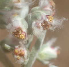 Eriocephalus racemosus