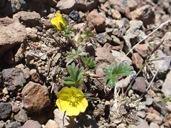 Potentilla hyparctica