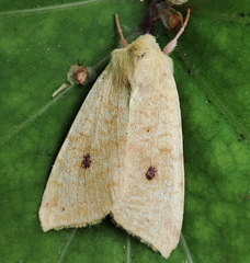 Xanthia icteritia