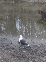 Larus dominicanus dominicanus