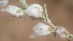 Eriocephalus racemosus