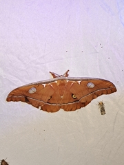 Antheraea godmani