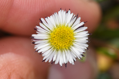 Erigeron humilis