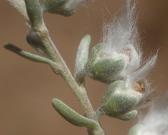 Eriocephalus racemosus