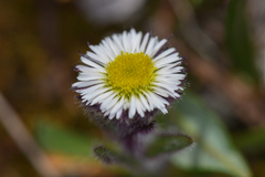 Erigeron humilis