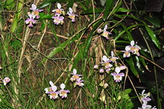 Papilionanthe